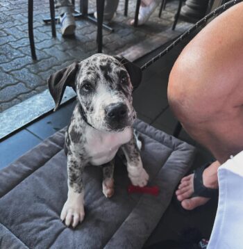 Great Dane Puppies