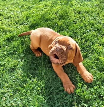 Dogue De Bordeaux Puppies for sale Puppies for sale