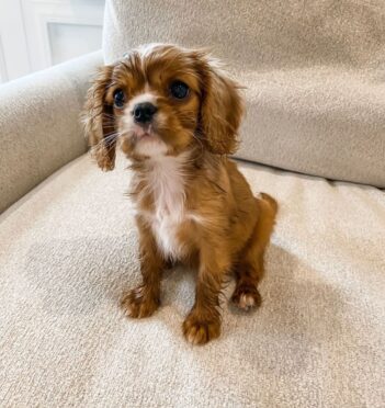 Cavalier King Charles Puppies