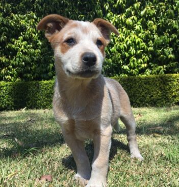 Australian Cattle Dog