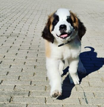 St Bernard Puppies for sale Puppies for sale