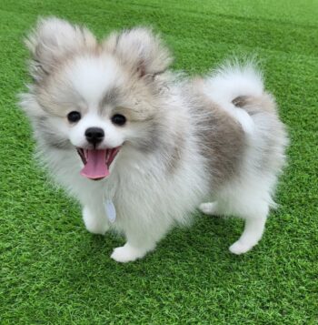 Pomeranian Puppies for sale Puppies for sale