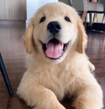 Golden Retriever Puppies For Sale