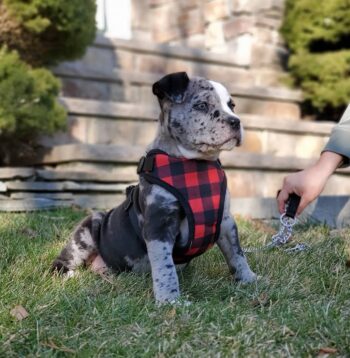 Cane Corso Puppies for sale Puppies for sale