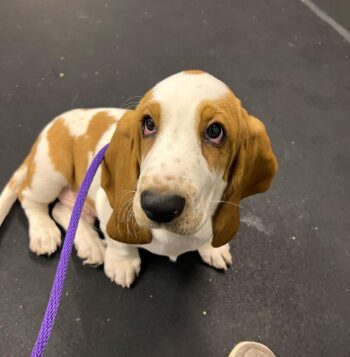 Basset Hound Puppies For Sale