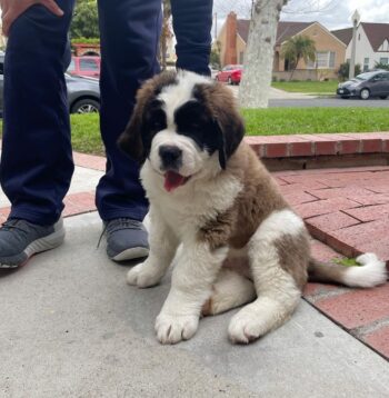 St Bernard Puppies for sale Puppies for sale