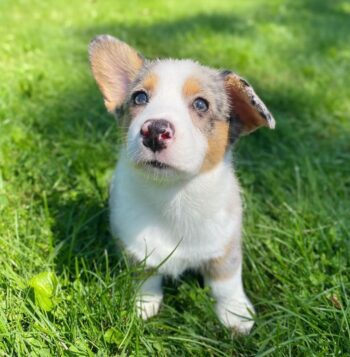 Corgi Puppies for sale Puppies for sale