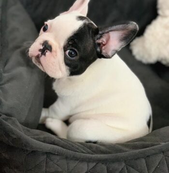 French Bulldog Puppies for sale Puppies for sale