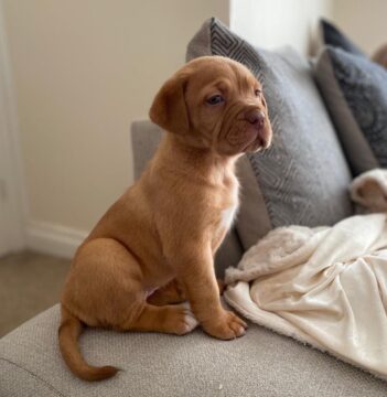 Dogue De Bordeaux Puppies for sale Puppies for sale