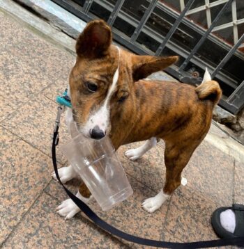 Basenji Puppies for sale Puppies for sale