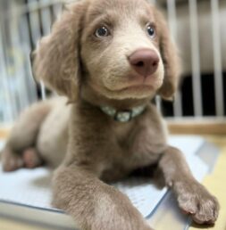 Weimaraner Puppies for sale Puppies for sale