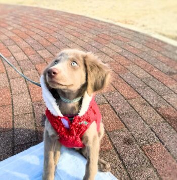 Weimaraner Puppies for sale Puppies for sale