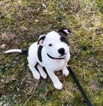 Staffordshire puppies for sale