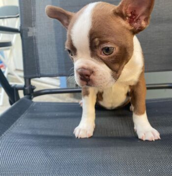 Boston Terrier Puppies for sale Puppies for sale