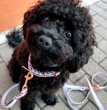 Maltipoo Puppies for sale Puppies for sale