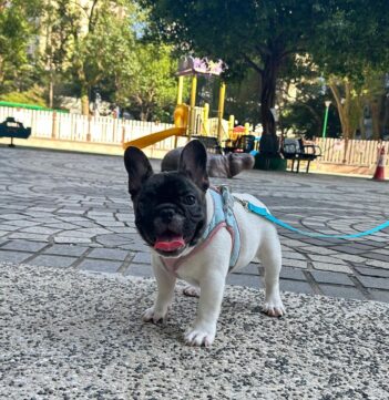 French Bulldog Puppies