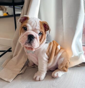 English Bulldog Puppies