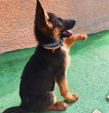 German Shepherd Puppies for sale Puppies for sale