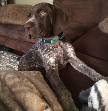 German Shorthaired Pointer