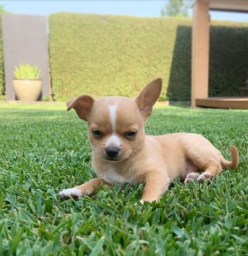 Chihuahua Puppies for sale Puppies for sale