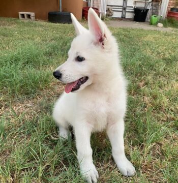 German Shepherd Puppies for sale Puppies for sale