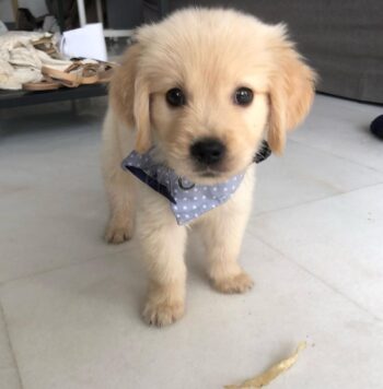 Golden Retriever Puppies for sale Puppies for sale