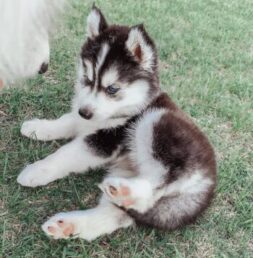 Siberian Husky Puppies for sale Puppies for sale