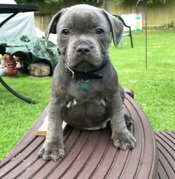 Staffordshire Puppies for sale Puppies for sale