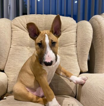 Bull Terrier Puppies for sale Puppies for sale