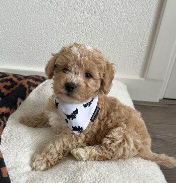 Maltipoo Puppies for sale Puppies for sale