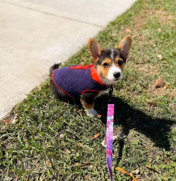 Corgi Puppies for sale Puppies for sale