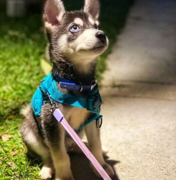 Pomsky Puppies