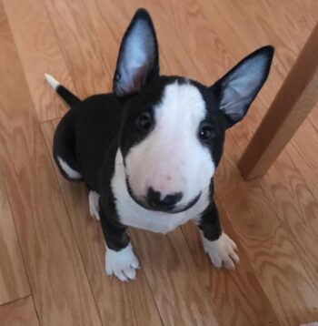 Bull Terrier Puppies for sale Puppies for sale