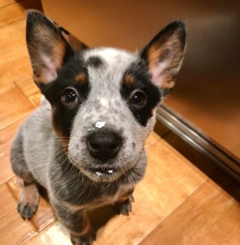 Australian Cattle Dog