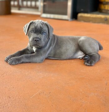 Mastiff Puppies for sale Puppies for sale