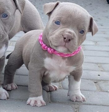 American XL Bully Puppies for sale Puppies for sale