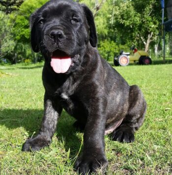 Mastiff Puppies for sale Puppies for sale