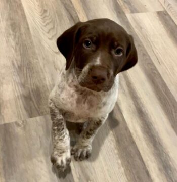 German Shorthaired Pointer