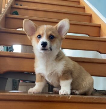 Corgi Puppies for sale Puppies for sale