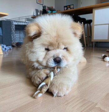 Chow Chow Puppies for sale Puppies for sale