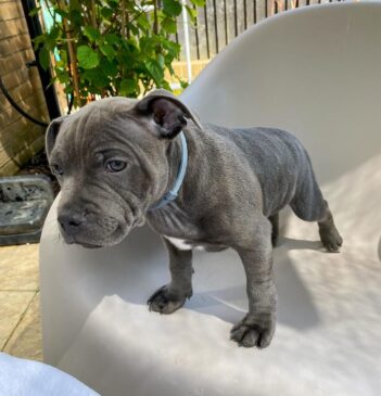 Staffordshire puppies for sale