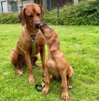 Rhodesian Ridgeback puppies for sale