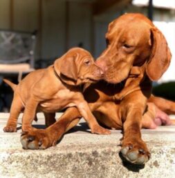 Vizsla Puppies for sale Puppies for sale