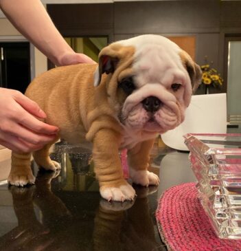 English Bulldog Puppies for sale Puppies for sale