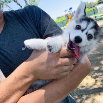 Pomsky Puppies for sale Puppies for sale