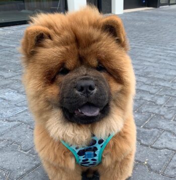 Chow chow puppies