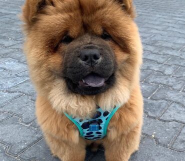 Chow chow puppies