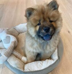 Chow chow Puppies for sale Puppies for sale