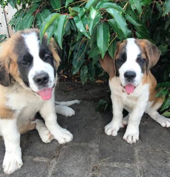 St Bernard Puppies for sale Puppies for sale