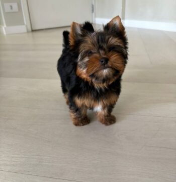 Yorkie Puppies For Sale